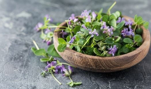 Les bienfaits de l'Alfalfa