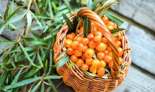 Les bienfaits de l'Argousier