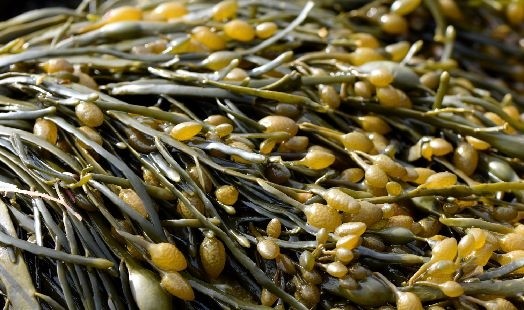 Les bienfaits de l'Ascophyllum