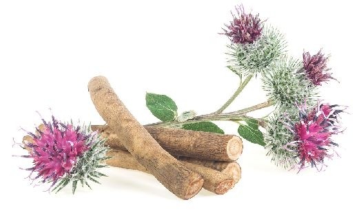 Les bienfaits de la Bardane