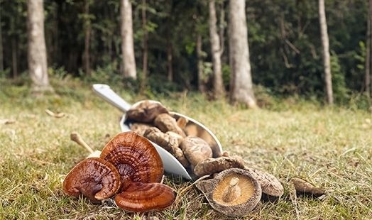 Les bienfaits des champignons asiatiques : Shiitake, Maitake et Reishi