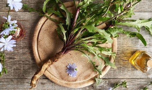 Les bienfaits de la Chicorée