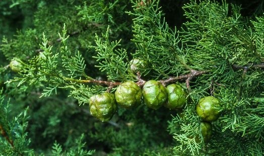 Les bienfaits du Cyprès