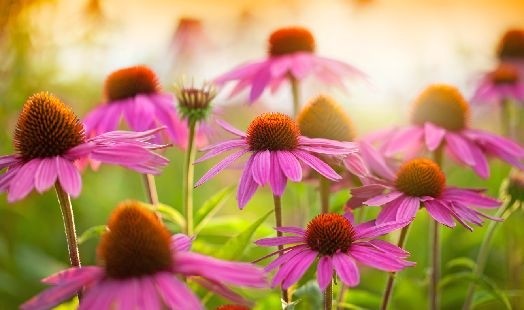 Les bienfaits de l'Echinacée
