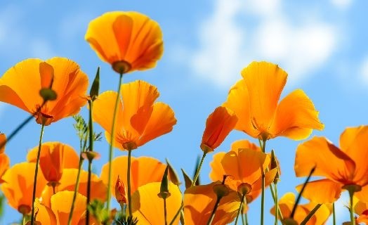 Les bienfaits de l'Escholtzia