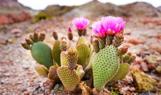 Les bienfaits du Nopal