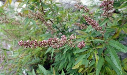 Les bienfaits du Gattilier