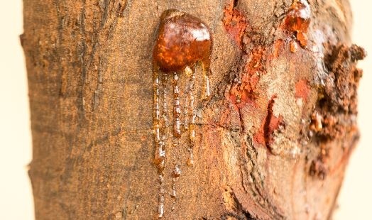 Les bienfaits de la Gomme d'Acacia