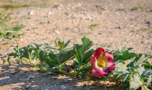 Les bienfaits de l'Harpagophytum