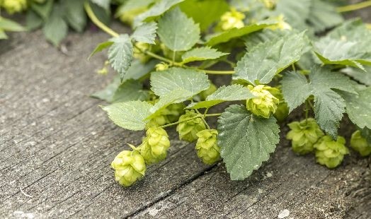 Les bienfaits du Houblon