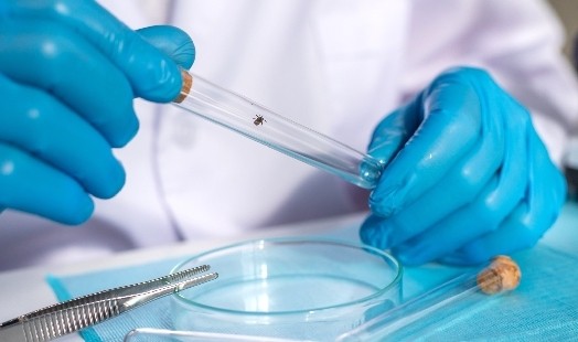 Maladie de Lyme : que faire face à une morsure de tiques ?