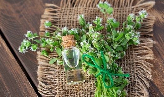 Les bienfaits de la Marjolaine