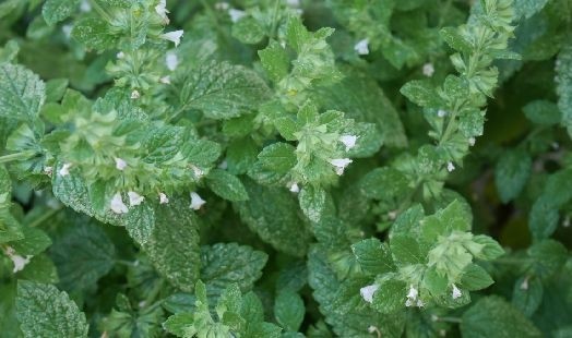 Les bienfaits de la Mélisse