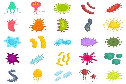 Quelles sont les principales zoonoses ?