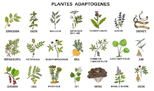 Plantes adaptogènes : bienfaits et fonctionnements sur l’organisme