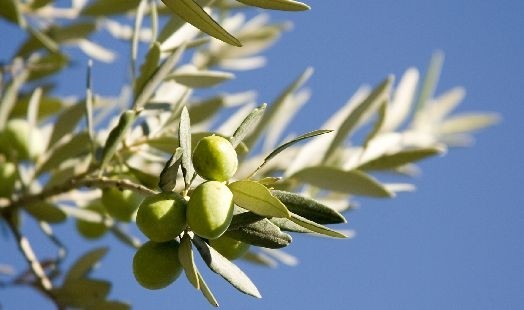 Les bienfaits de l'Olivier