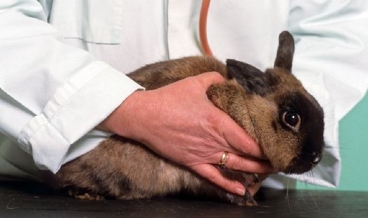 La Pasteurellose chez le chat et le lapin