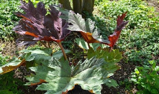 Les bienfaits de la Rhubarbe de Chine