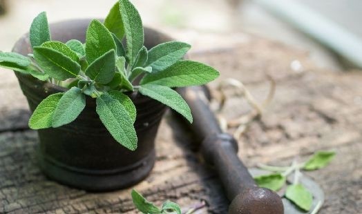 Les bienfaits de la Sauge officinale