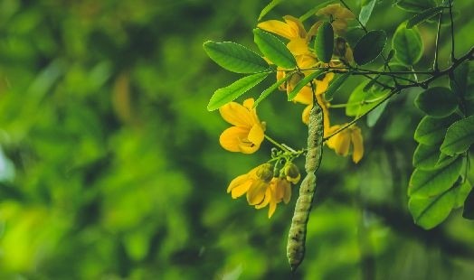Les bienfaits du Séné