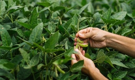Les bienfaits du Soja