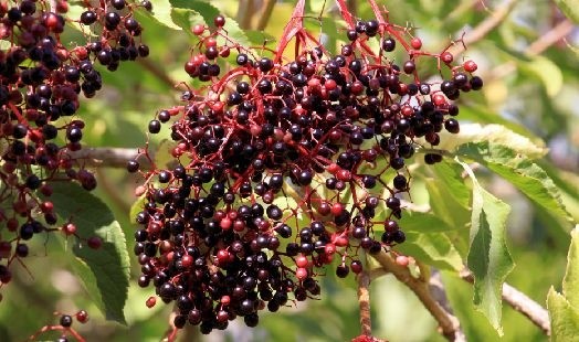 Les bienfaits du Sureau