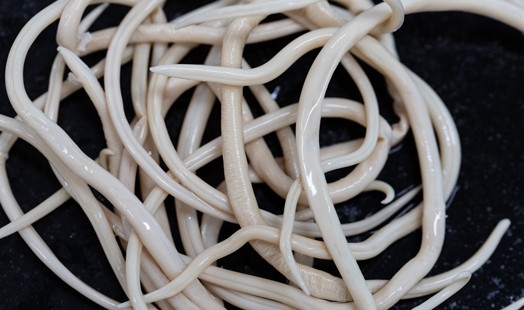 Guide complet sur les vers intestinaux : Oxyures, Ascaris et Ténias