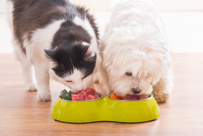 Les aliments dangereux pour nos chiens et chats