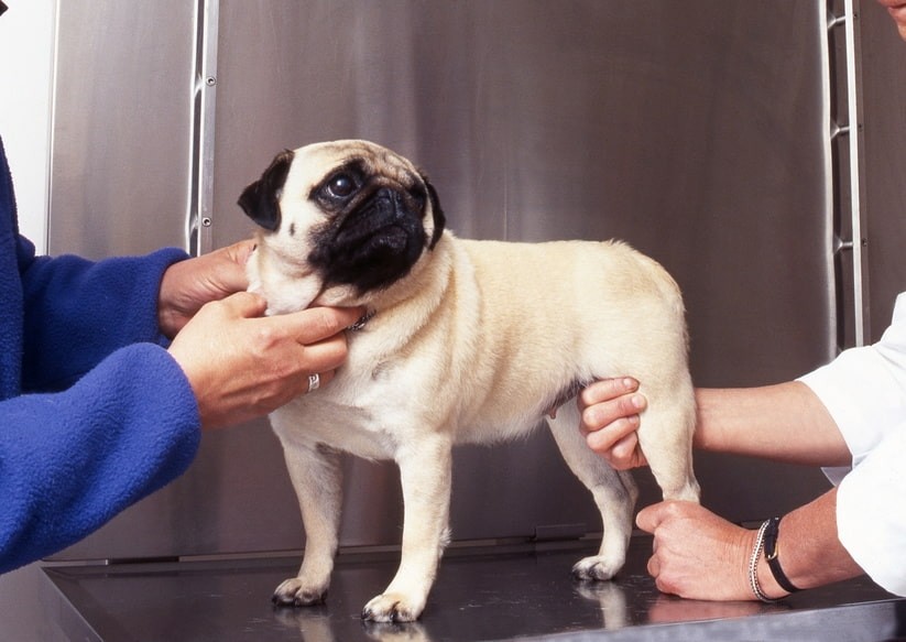 Arthrose du chien : causes, symptômes et traitements