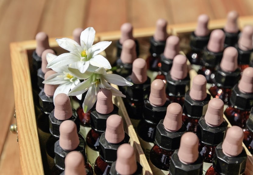 Fleurs de Bach : tout savoir sur les élixirs floraux