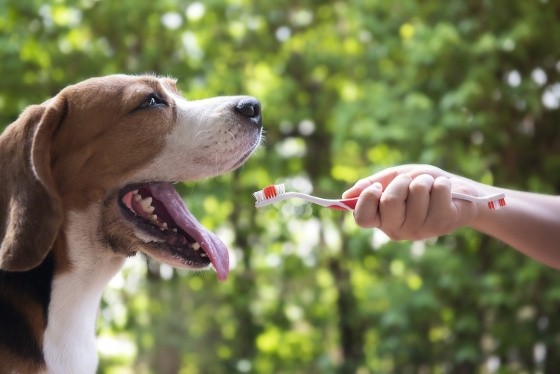 Mauvaise haleine du chien : causes et solutions