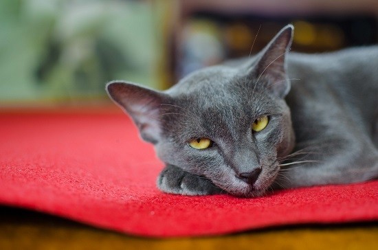 La leucose du chat : symptômes et prévention