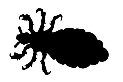 Morpions : nos conseils pour les éliminer