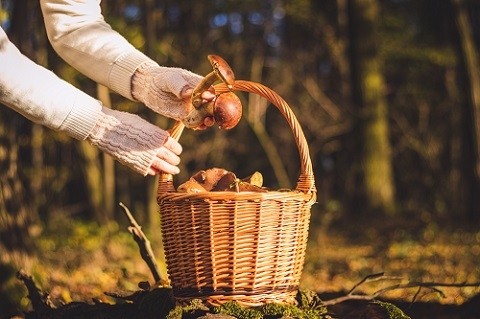 Plantes et champignons : attention toxicité
