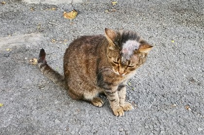 Teigne du chat : causes et traitements