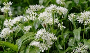 Les bienfaits de l'Ail des ours