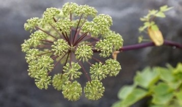 Les bienfaits de l'Angélique