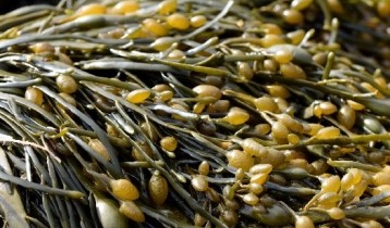 Les bienfaits de l'Ascophyllum