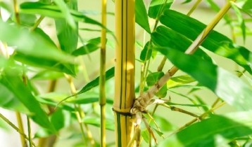 Les bienfaits du Bambou