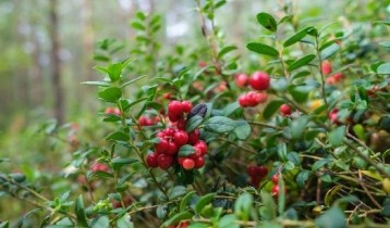 Les bienfaits du Cranberry ou Canneberge