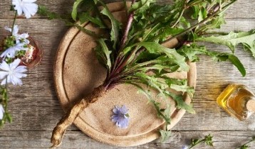 Les bienfaits de la Chicorée