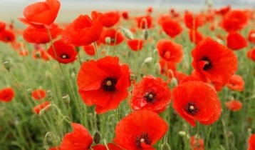 Les bienfaits du Coquelicot