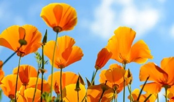 Les bienfaits de l'Escholtzia