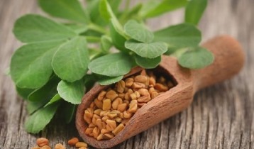 Les bienfaits du Fenugrec