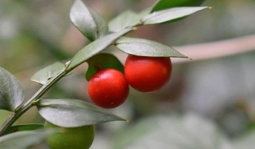 Les bienfaits du Fragon ou Petit houx