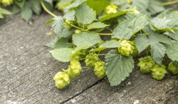 Les bienfaits du Houblon