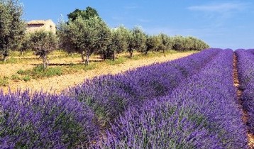 Les bienfaits de la Lavande