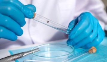 Maladie de Lyme : que faire face à une morsure de tiques ?