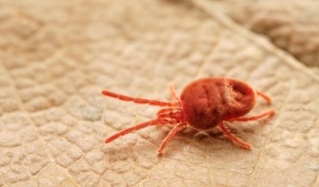 Tout savoir sur les aoutats