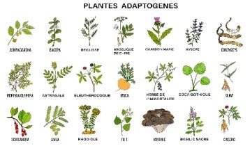 Plantes adaptogènes : bienfaits et fonctionnements sur l’organisme